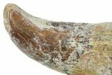 Rooted Fossil Sea Lion (Allodesmus) Tooth - Bakersfield, CA #175182-4